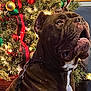 dog, christmas_tree, holiday_decorations, ornaments, lights, indoor, festive, brown_dog, leash, wooden_floor, red_ribbon, green_ornaments, gold_ornaments, pine_tree, decorated_tree, pet, close_up, holiday, celebration, furniture