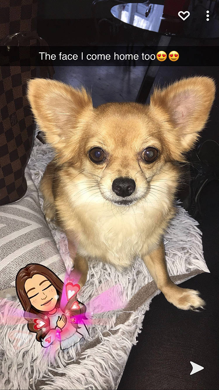 Tinkerbell is registered to the contest to win money with this photo: brown, canidae, carnivore, chihuahua, companion_dog, dog, dog_breed, dog_clothes, dog_supply, fawn, fur, non_sporting_group, puppy, russkiy_toy, snout, toy_dog, vertebrate, whiskers