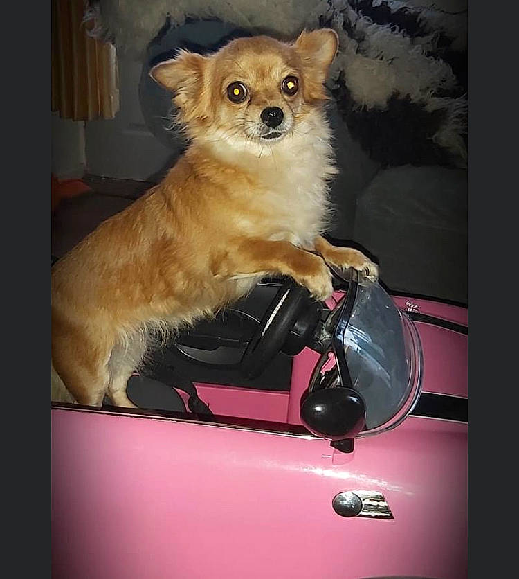 Tinkerbell is registered to the contest to win money with this photo: brown, canidae, carnivore, chihuahua, companion_dog, dog, dog_breed, dog_supply, fawn, fur, hood, non_sporting_group, puppy, snout, sporting_group, toy_dog, vertebrate, whiskers, windshield, working_animal