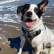 Amari is registered to the contest to win money with this photo: dog, beach, ocean, water, waves, sand, happy, pet, canine, outdoor, sunny, playful, wet, tongue_out, black_and_white, animal, nature, daytime, seafoam, coast