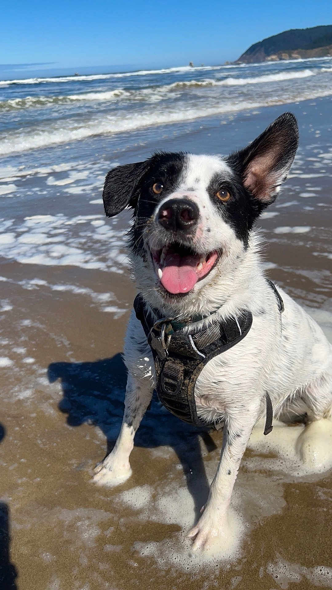Amari is registered to the contest to win money with this photo: dog, beach, ocean, water, waves, sand, happy, pet, canine, outdoor, sunny, playful, wet, tongue_out, black_and_white, animal, nature, daytime, seafoam, coast