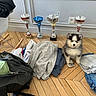 puppy, dog, clothes, backpack, trophies, wooden_floor, indoor, folded_clothes, white_wall, power_outlet, casual, messy, cute, fluffy, small_dog, pants, jacket, chair, blue_jeans, gray_sweatshirt