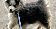 Alfie participe au concours pour gagner de l'argent avec cette photo : dog, canine, pet, leash, walking, fur, fluffy, outdoor, pavement, animal, happy, tongue, tail, black, white, cute, playful, motion, young, companion
