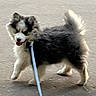 dog, canine, pet, leash, walking, fur, fluffy, outdoor, pavement, animal, happy, tongue, tail, black, white, cute, playful, motion, young, companion