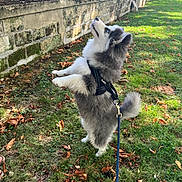 Alfie participe au concours pour gagner de l'argent avec cette photo : dog, fluffy, blue_eyes, standing, grass, leash, harness, hand, treat, yard, outdoor, pet, playful, animal, attention, cute, furry, obedient, small_dog, nature