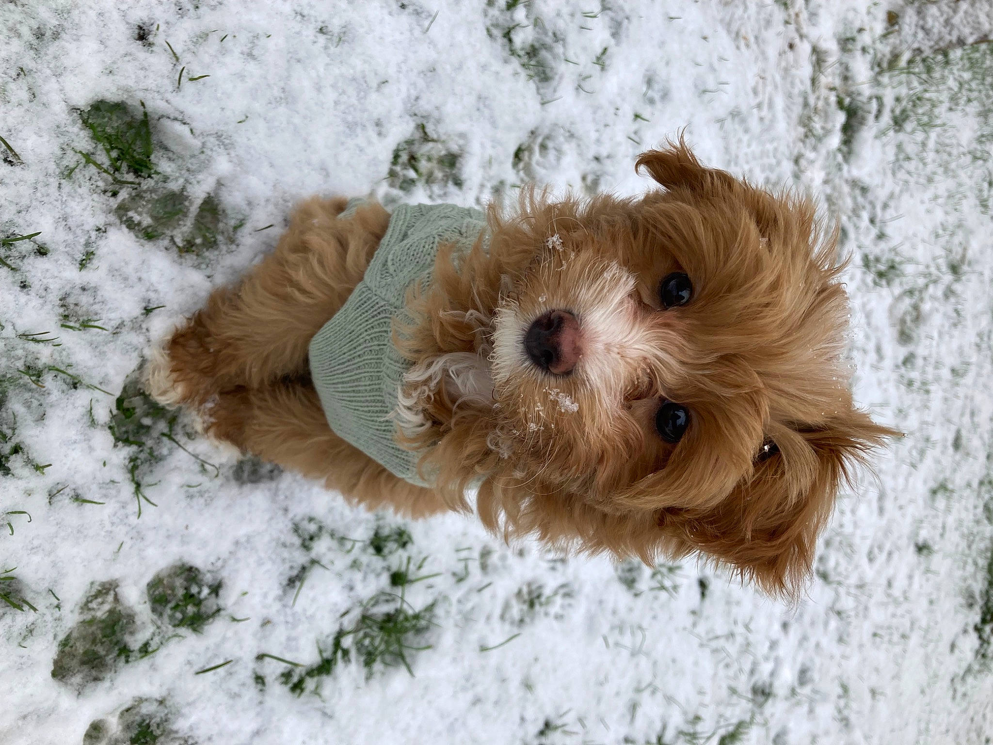 Ruby is registered to the contest to win money with this photo: canidae, carnivore, companion_dog, dog, dog_breed, fawn, freezing, fur, liver, small_terrier, snout, snow, sporting_group, terrestrial_animal, terrier, toy, toy_dog, whiskers, winter, wood