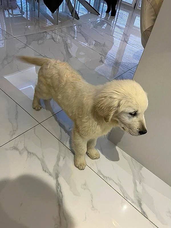 Rufus is registered to the contest to win money with this photo: art, canidae, carnivore, companion_dog, dog, dog_breed, fawn, felidae, flooring, fur, metal, sculpture, snout, sporting_group, statue, tail, terrestrial_animal, toy, wood, working_animal