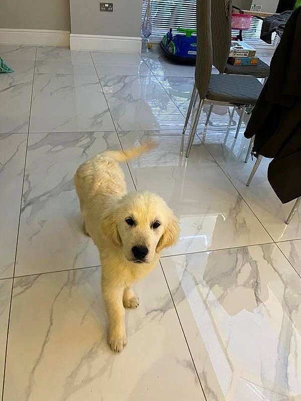 Rufus joined the competition — help win amazing prizes! canidae, carnivore, chair, companion_dog, dog, dog_breed, dog_supply, fawn, floor, flooring, fur, hardwood, pet_supply, retriever, room, snout, sporting_group, tile_flooring, wood, working_animal