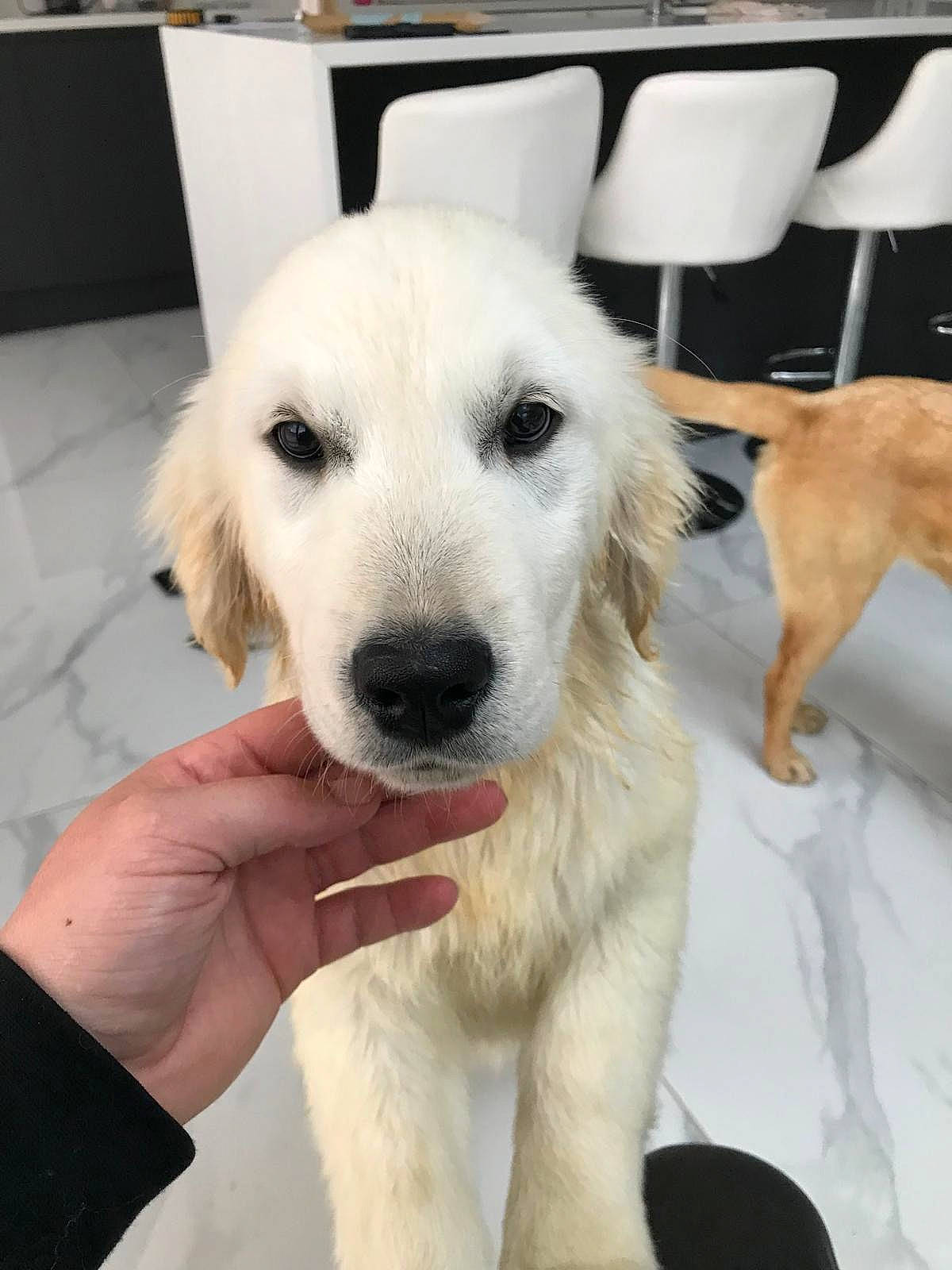 Rufus is registered to the contest to win money with this photo: canidae, carnivore, chair, comfort, companion_dog, dog, dog_breed, fawn, flooring, fur, furniture, giant_dog_breed, paw, puppy, room, snout, sporting_group, white, working_animal, working_dog