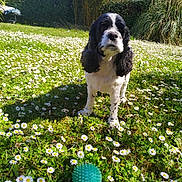 Shine a rejoint le concours — aidez-le/la à gagner de superbes lots ! animal, ball, black_and_white, blue_sky, cute, daisy, daytime, dog, flower, fur, garden, grass, greenery, leisure, nature, outdoor, pet, play, spring, sunlight