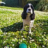 animal, ball, black_and_white, blue_sky, cute, daisy, daytime, dog, flower, fur, garden, grass, greenery, leisure, nature, outdoor, pet, play, spring, sunlight