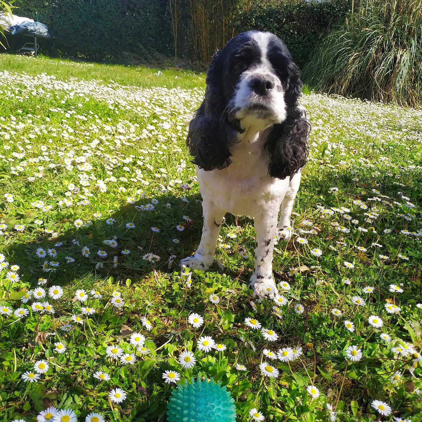 Shine