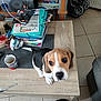 beagle, books, clutter, cozy, cup, curious, dog, domestic, floor, indoor, looking_up, mug, pet, puppy, sitting, small_dog, stroller, table, tile_floor, wooden_table