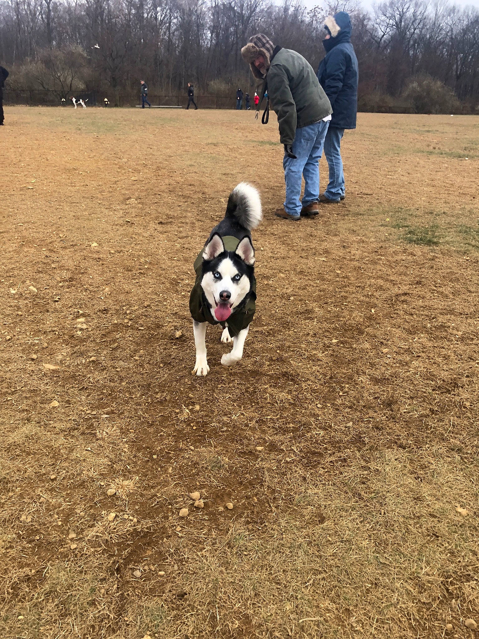 Cardi joined the competition — help win amazing prizes! american_bulldog, border_collie, boston_terrier, canidae, carnivore, dog, dog_breed, dog_walking, grass, hunting_dog, mammal, non_sporting_group, soil, sporting_group, working_dog