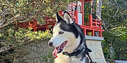 Loky joined the competition — help win amazing prizes! dog, siberian_husky, rock, pagoda, red_structure, leash, person_hand, tree, greenery, outdoor, sunlight, tongue_out, blue_eyes, fur, collar, stone_wall, nature, park, animal, pet
