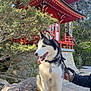 dog, siberian_husky, rock, pagoda, red_structure, leash, person_hand, tree, greenery, outdoor, sunlight, tongue_out, blue_eyes, fur, collar, stone_wall, nature, park, animal, pet