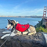 Loky is registered to the contest to win money with this photo: husky, dog, service_animal, red_vest, stone_wall, leash, water, bay, bridge, golden_gate_bridge, sky, clouds, plants, outdoor, nature, scenic, resting, profile_view, daytime, calm