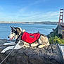 husky, dog, service_animal, red_vest, stone_wall, leash, water, bay, bridge, golden_gate_bridge, sky, clouds, plants, outdoor, nature, scenic, resting, profile_view, daytime, calm