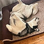 Loky joined the competition — help win amazing prizes! dog, husky, pet_bed, indoor, wooden_floor, curtains, relaxed, sleeping, fluffy, black_and_white, paw, fur, domestic_animal, animal, resting, cozy, canine, bed, quiet, comfortable