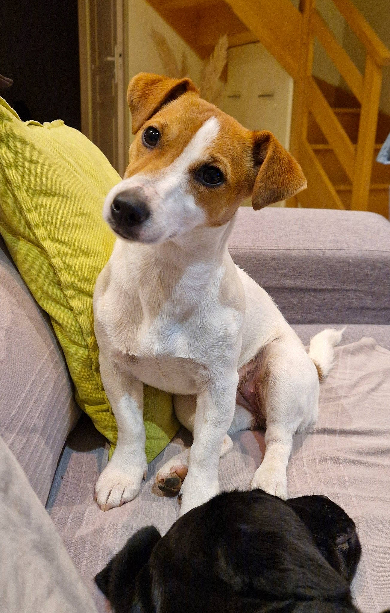 Ulyne a rejoint le concours — aidez-le/la à gagner de superbes lots ! canidae, carnivore, collar, comfort, companion_dog, dog, dog_breed, dog_supply, fawn, fur, irishjacks, linens, paw, puppy, snout, sporting_group, terrestrial_animal, terrier, whiskers, working_animal