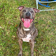 Dashi joined the competition — help win amazing prizes! dog, brindle, happy, tongue_out, sitting, grass, outdoor, pet, canine, smiling, ears_up, chair, blue, nature, playful, animal, friendly, daylight, mammal, cute