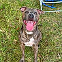 dog, brindle, happy, tongue_out, sitting, grass, outdoor, pet, canine, smiling, ears_up, chair, blue, nature, playful, animal, friendly, daylight, mammal, cute