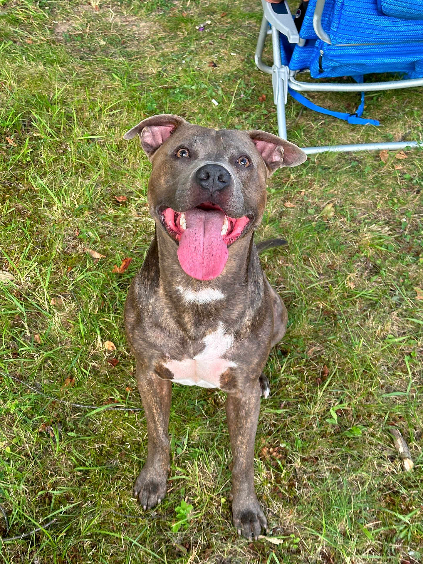 Dashi joined the competition — help win amazing prizes! dog, brindle, happy, tongue_out, sitting, grass, outdoor, pet, canine, smiling, ears_up, chair, blue, nature, playful, animal, friendly, daylight, mammal, cute