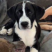 Panda is registered to the contest to win money with this photo: puppy, dog, black_and_white, brown_dog, blanket, cozy, indoor, pet, animal, cute, closeup, lying_down, fur, companions, resting, soft_texture, canine, friendship, portrait, couch