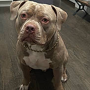 Bucko is registered to the contest to win money with this photo: dog, pit_bull, pet, indoor, floor, chain, brown, white, animal, canine, sitting, domestic, house, wood_floor, ears, face, eyes, nose, paw, furniture