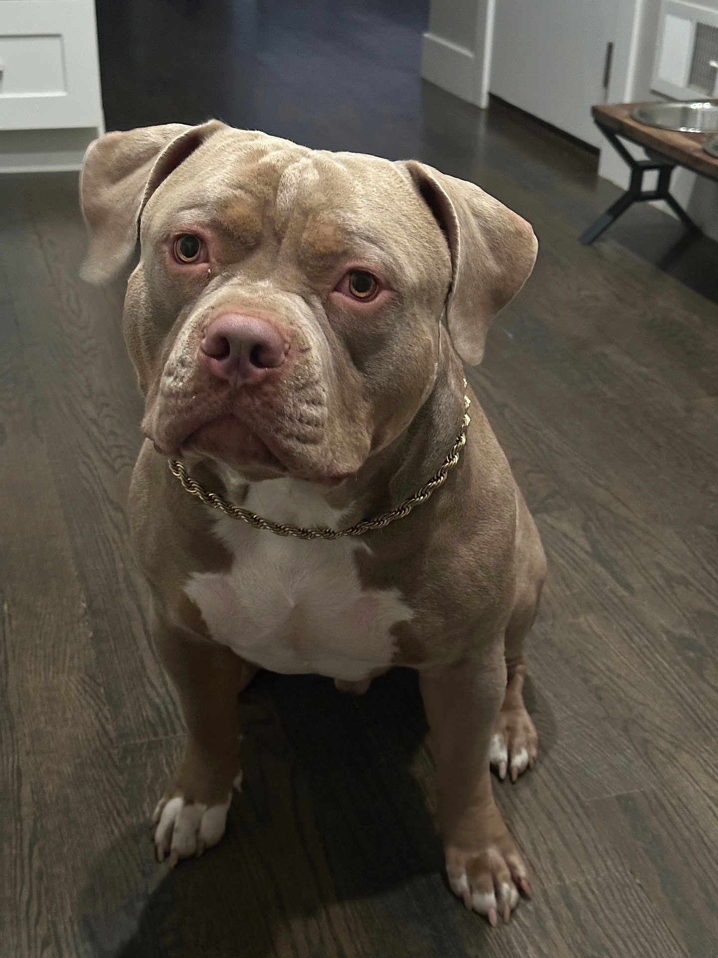Bucko is registered to the contest to win money with this photo: dog, pit_bull, pet, indoor, floor, chain, brown, white, animal, canine, sitting, domestic, house, wood_floor, ears, face, eyes, nose, paw, furniture