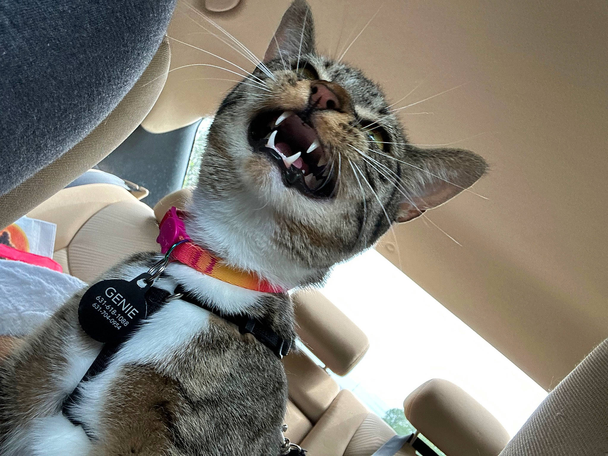 Genie joined the competition — help win amazing prizes! carnivore, cat, collar, comfort, dog_breed, eyewear, fang, fawn, felidae, gesture, glasses, goggles, jaw, small_to_medium_sized_cats, smile, snout, sunglasses, vision_care, whiskers, yawn