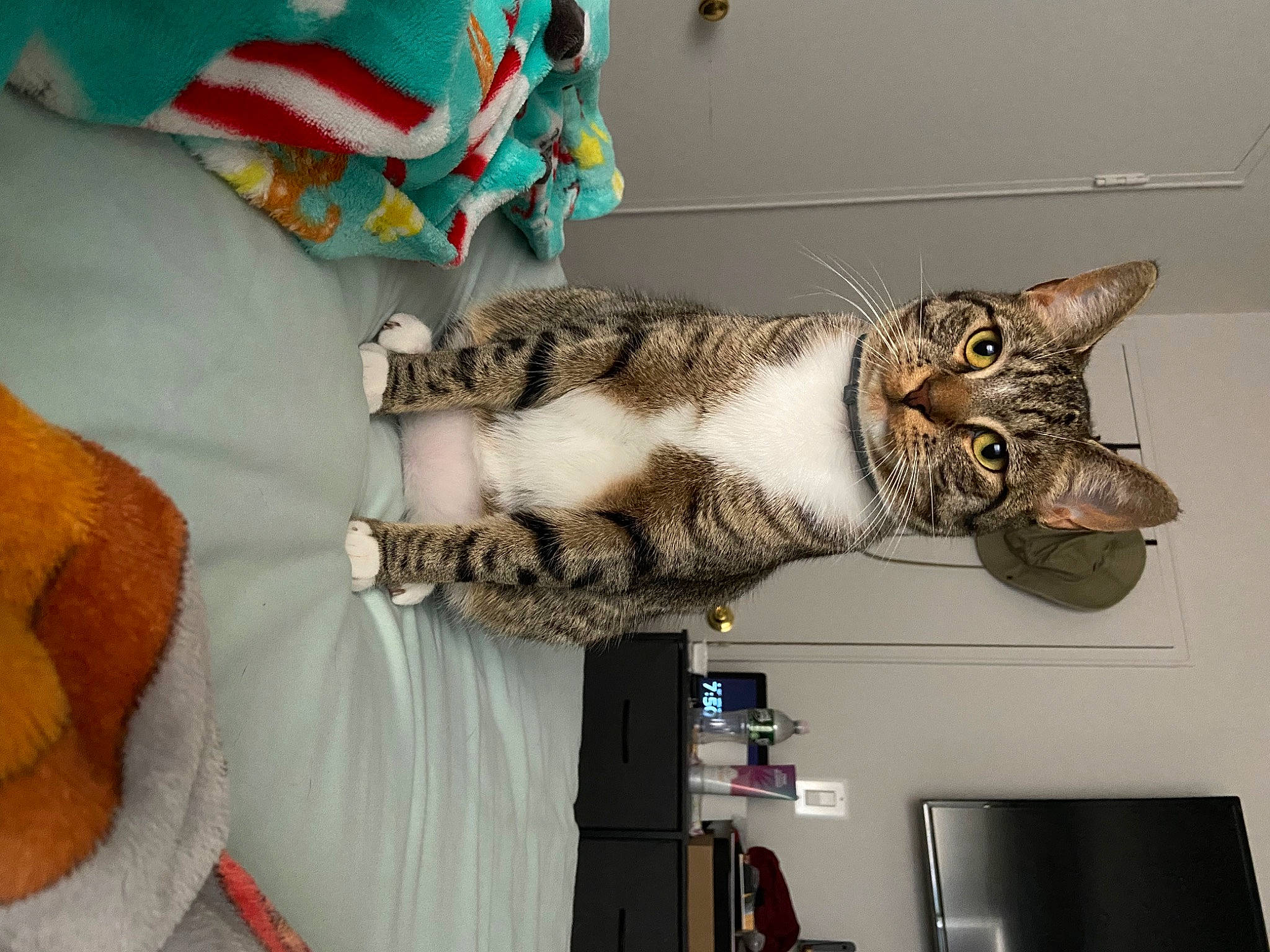 Genie is registered to the contest to win money with this photo: art, bookcase, carnivore, cat, comfort, domestic_short_haired_cat, felidae, fur, linens, plush, room, shelf, small_to_medium_sized_cats, stuffed_toy, tail, television, thread, visual_arts, whiskers, wool