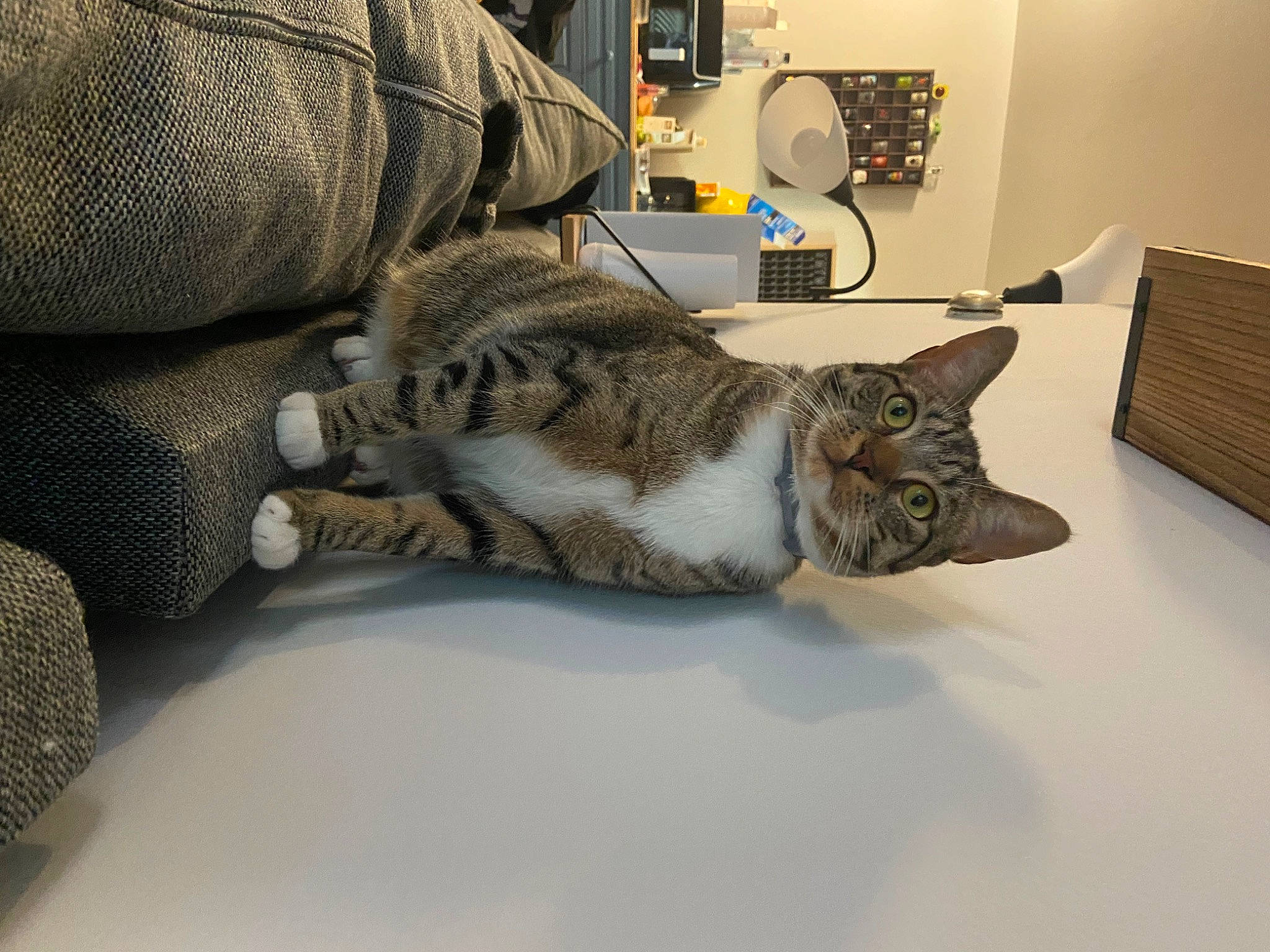 Genie is registered to the contest to win money with this photo: bed, carnivore, cat, claw, comfort, domestic_short_haired_cat, felidae, fur, grey, metal, military_camouflage, paw, room, small_to_medium_sized_cats, snout, tail, whiskers