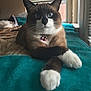 Bandit is registered to the contest to win money with this photo: bells, blanket, blinds, blue_eyes, cat, close_up, collar, cozy, feline, indoor, lounging, paws, portrait, siamese_cat, sleeping_cat_background, snowshoe, teal_blanket, whiskers, white_paws, window