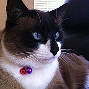 Bandit joined the competition — help win amazing prizes! bells, blue_eyes, cat, closeup, collar, couch, domestic_animal, ears, feline, fur, indoor, nose, pet, portrait, relaxed, siamese, sitting, soft_lighting, whiskers, window_blinds