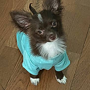 Cash is registered to the contest to win money with this photo: dog, small_dog, puppy, brown_fur, white_fur, blue_shirt, pet_clothing, wooden_floor, looking_up, ears_up, cute, indoor, pet, animal, fur, canine, adorable, young_dog, standing, domestic_animal
