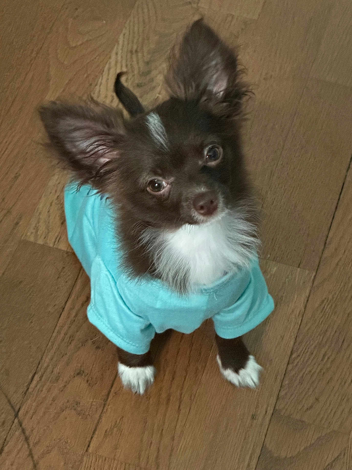 Cash is registered to the contest to win money with this photo: dog, small_dog, puppy, brown_fur, white_fur, blue_shirt, pet_clothing, wooden_floor, looking_up, ears_up, cute, indoor, pet, animal, fur, canine, adorable, young_dog, standing, domestic_animal