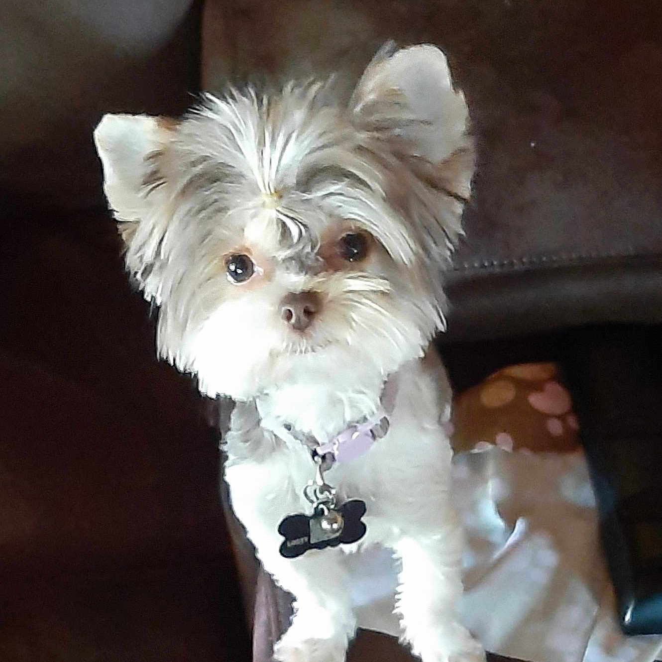 Izzy is registered to the contest to win money with this photo: animal, bell, bone_shaped_tag, brown_couch, collar, companion, curious, cute, dog, domestic_animal, ears, face, fluffy, front_view, fur, indoor, looking_up, pet, sitting, small_dog