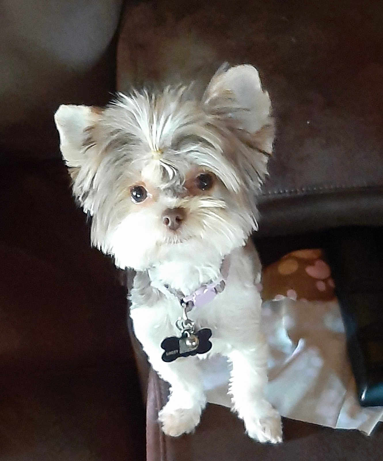 Izzy is registered to the contest to win money with this photo: dog, small_dog, fluffy, pet, collar, bone_shaped_tag, bell, brown_couch, curious, ears, fur, indoor, looking_up, animal, companion, cute, domestic_animal, face, front_view, sitting