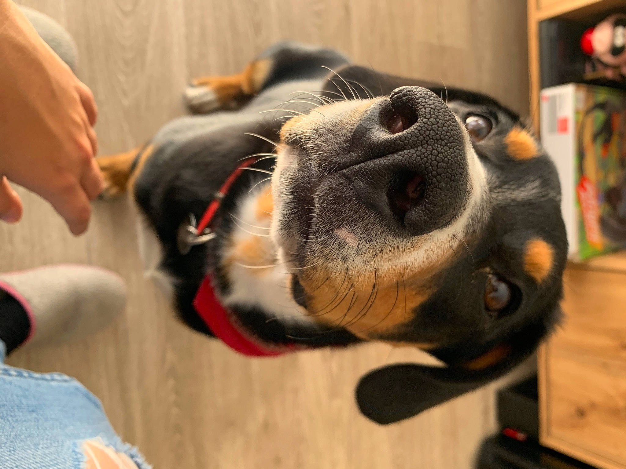 Twix participe au concours pour gagner de l'argent avec cette photo : boxer, canidae, carnivore, collar, companion_dog, dog, dog_breed, ear, flooring, fur, leash, molosser, paw, sporting_group, tail, toy, whiskers, working_animal, working_dog, wrinkle