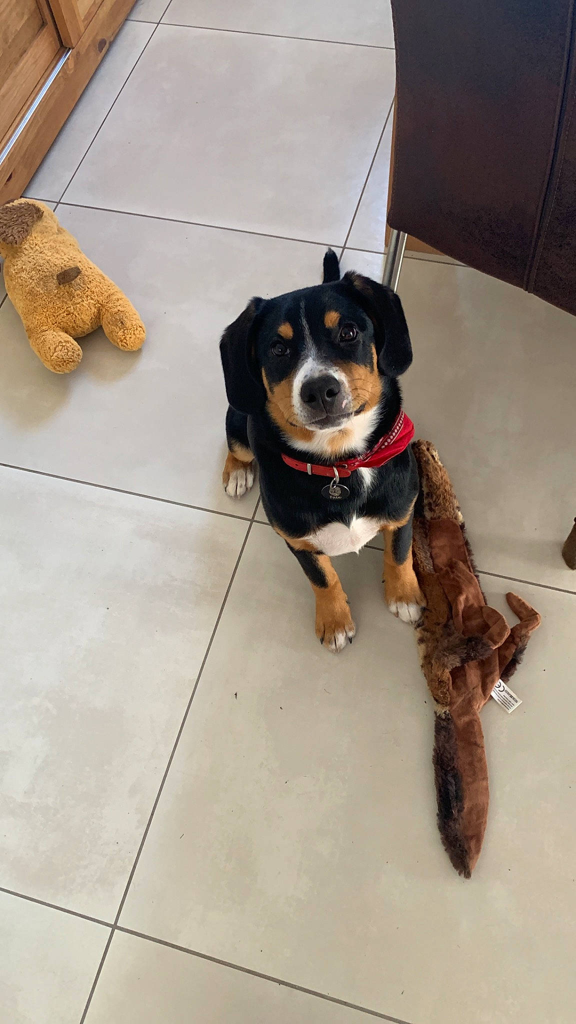 Twix a rejoint le concours — aidez-le/la à gagner de superbes lots ! canidae, carnivore, collar, companion_dog, dog, dog_breed, dog_collar, fawn, flooring, fur, guard_dog, mammal, paw, pet_supply, snout, sporting_group, tail, tile_flooring, vertebrate, working_animal