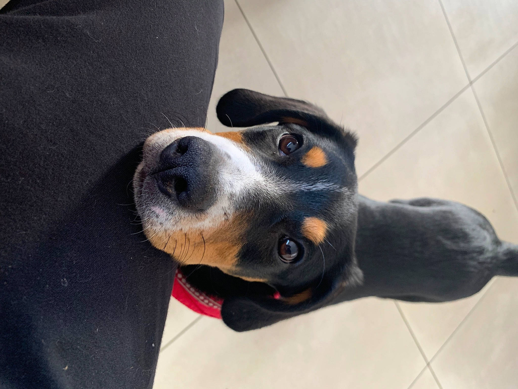 Twix participe au concours pour gagner de l'argent avec cette photo : canidae, carnivore, collar, comfort, companion_dog, dog, dog_breed, fur, grey, guard_dog, paw, puppy, sporting_group, terrestrial_animal, whiskers, working_animal, working_dog