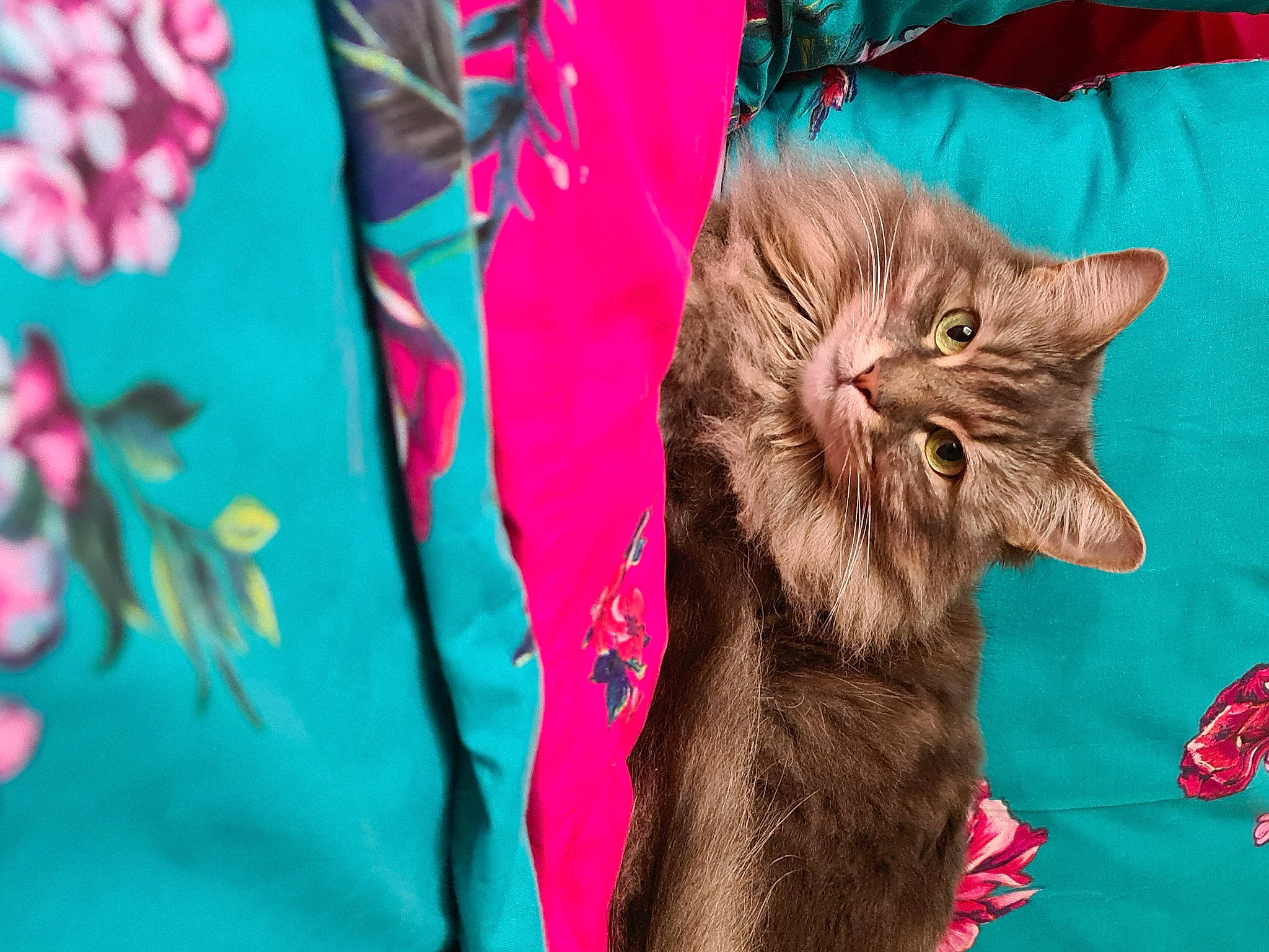 Nala is registered to the contest to win money with this photo: carnivore, cat, claw, domestic_short_haired_cat, electric_blue, event, fashion_accessory, fawn, felidae, fur, grass, linens, magenta, pattern, plant, small_to_medium_sized_cats, snout, textile, whiskers