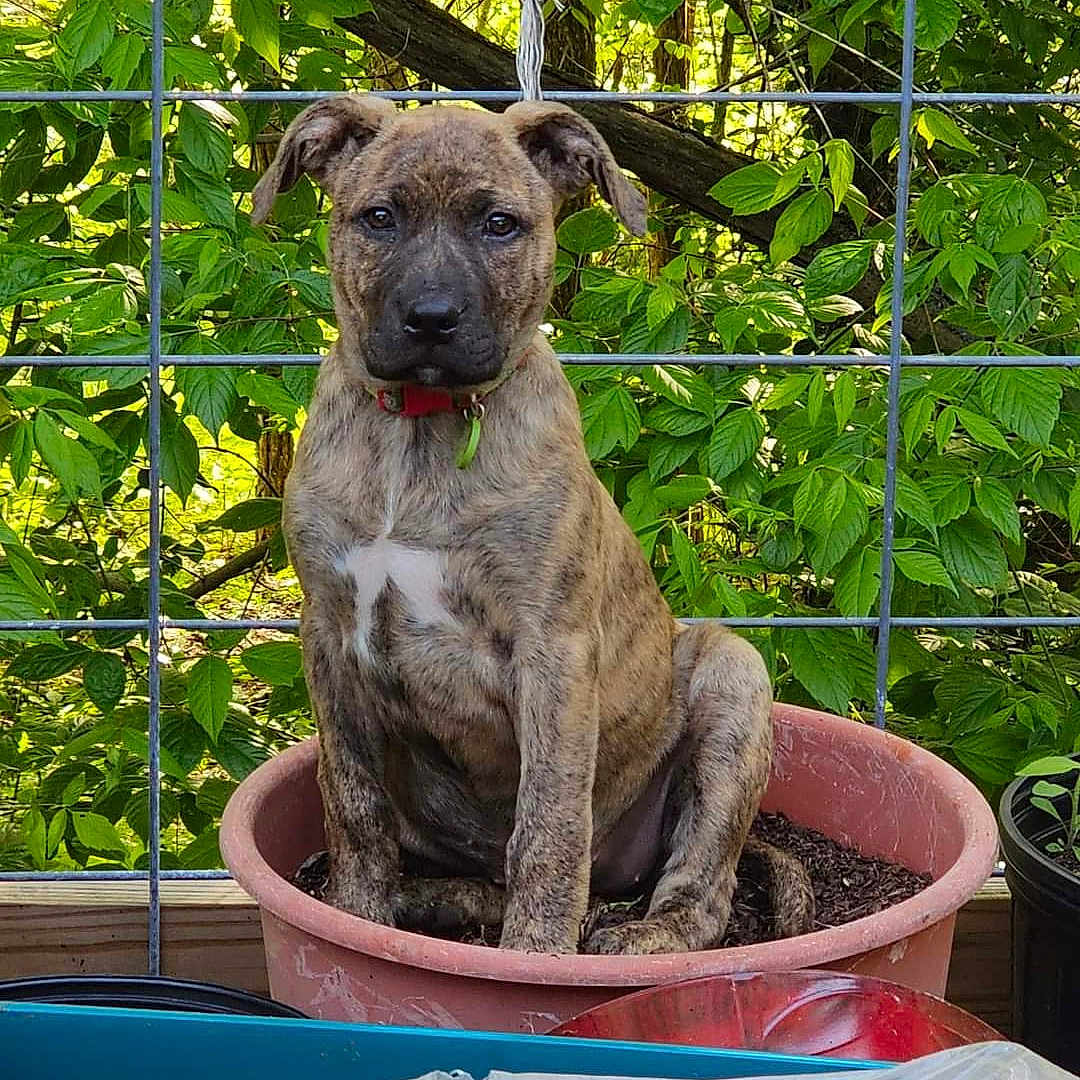 Koda is registered to the contest to win money with this photo: adorable, animal, brindle, collar, curious, cute, dog, flower_pot, garden, greenery, leaves, nature, outdoor, pet, plant_pot, puppy, sitting, soil, wire_fence, young_dog