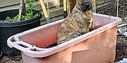 Koda is registered to the contest to win money with this photo: animal, brindle, canine, collar, curious, daylight, dirt, dog, garden_tools, nature, outdoor, pet, plant_pot, plastic_container, puppy, rustic, sitting, soil, wooden_wall, yard