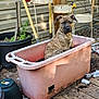 animal, brindle, canine, collar, curious, daylight, dirt, dog, garden_tools, nature, outdoor, pet, plant_pot, plastic_container, puppy, rustic, sitting, soil, wooden_wall, yard