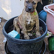 Koda joined the competition — help win amazing prizes! backyard, brindle, collar, container, curious, cute, dog, floor, garden, greenery, outdoor, pet, plant_pot, plastic_pot, puppy, sitting, soil, tag, wooden_floor, young_dog