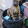 backyard, brindle, collar, container, curious, cute, dog, floor, garden, greenery, outdoor, pet, plant_pot, plastic_pot, puppy, sitting, soil, tag, wooden_floor, young_dog