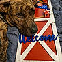 Koda joined the competition — help win amazing prizes! animal, blue, brindle, close_up, collar, decor, dog, fabric, face, head, indoor, lying_down, pet, quilt, red, resting, stars, welcome_sign, white, wooden_sign
