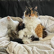 Féline participe au concours pour gagner de l'argent avec cette photo : animal, blanket, calico, cat, comfort, cozy, cute, ears, feline, fluffy, fur, home, indoor, paws, pet, raised_leg, relaxed, resting, sitting, whiskers